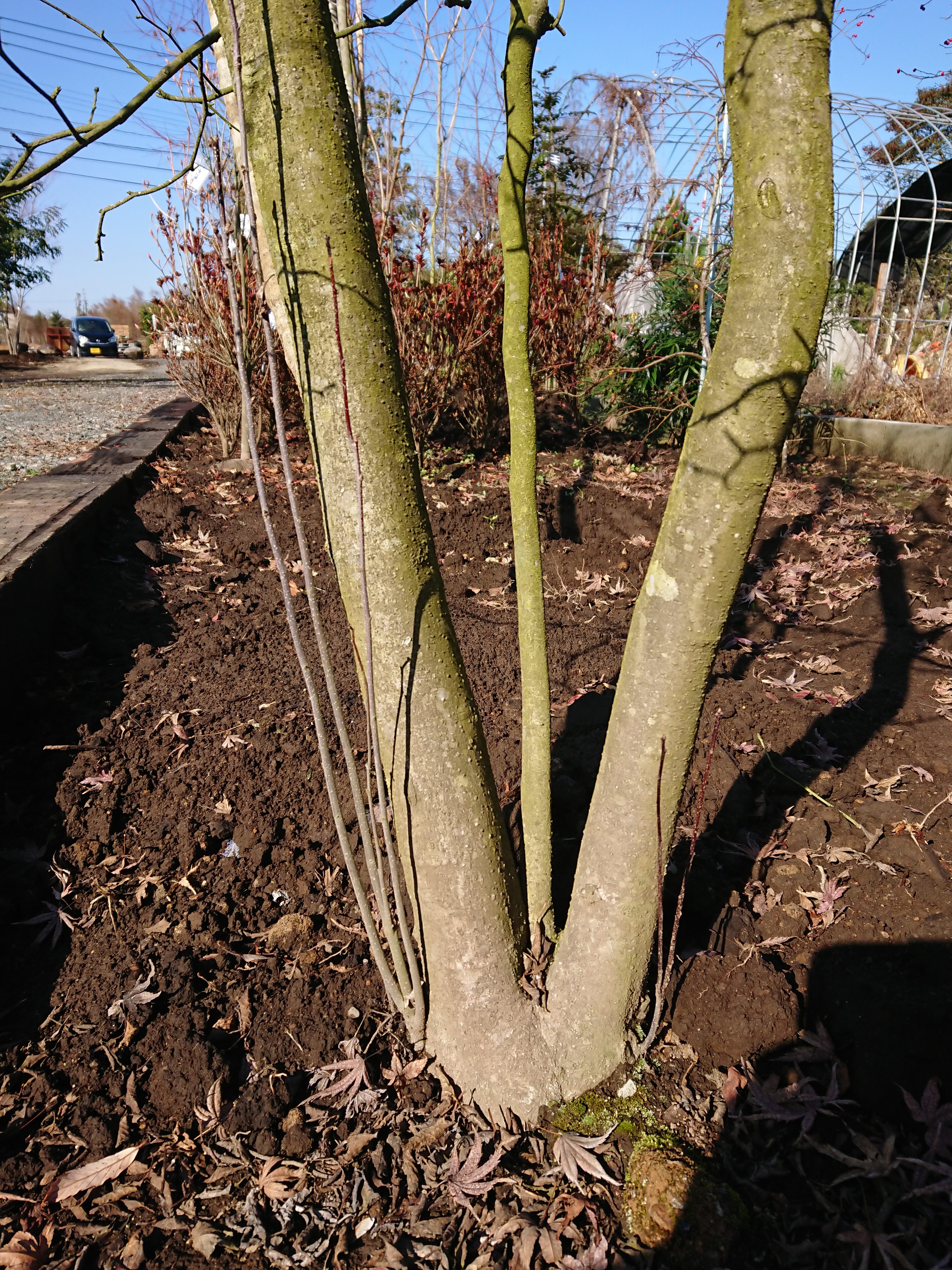 剪定するべき枝とは 実際に枝を切る際の注意点 熊本のエクステリア 外構工事 ガーデニング 造園 庭 Granks