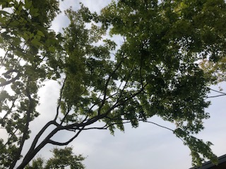 夏も涼しく過ごせる雑木の庭｜熊本のエクステリア・外構工事のgranks