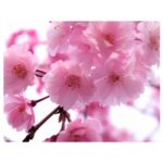 春の風物詩！桜の木の魅力