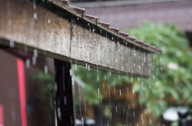 熊本お庭の梅雨対策！害虫や病気予防について