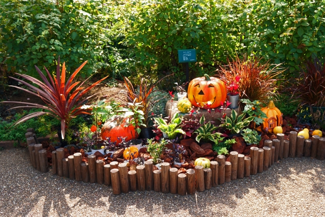 ハロウィン寄せ植え