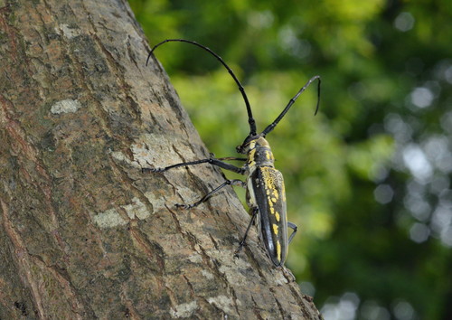 【夏の庭木ケア】真夏に木に寄ってくる虫の駆除方法と手入れのポイント
