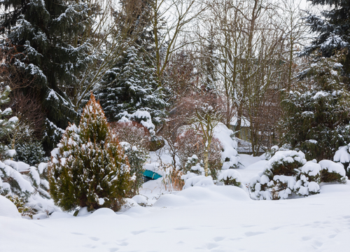 冬の庭