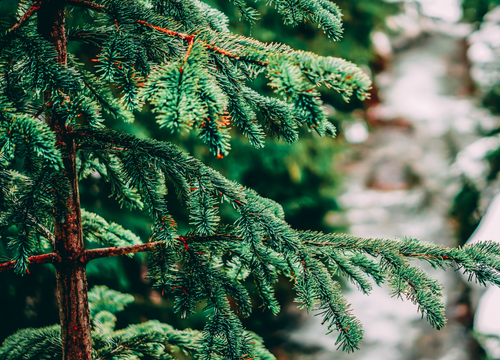 もみの木クリスマスツリー