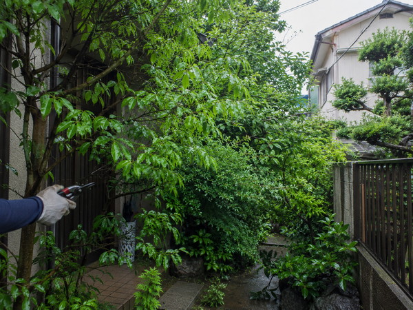 6月に庭木が伸びすぎる…台風前に見直したい庭まわりの手入れ