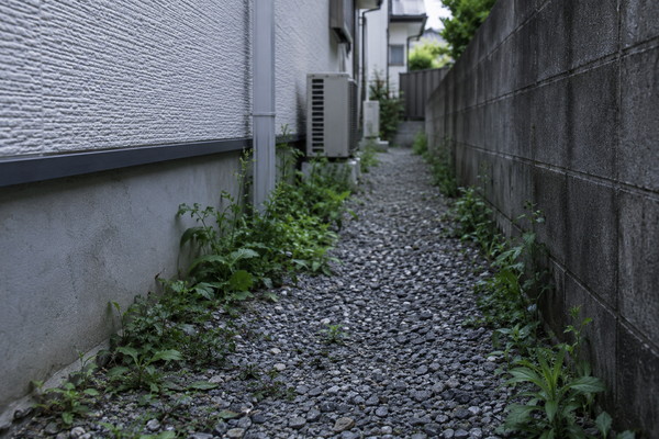 雑草