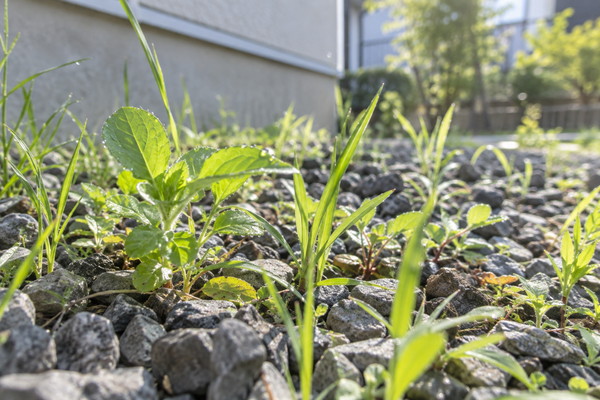 夏に伸びきった雑草をどうする？来年ラクするための庭の雑草対策