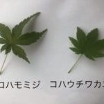 紅葉がきれいな樹木｜熊本のエクステリア・外構工事のgranks